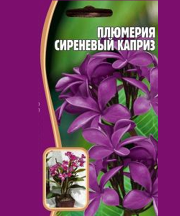 купить свежие семена плюмерии сиреневый каприз и вырастить плюмерию самому из семян