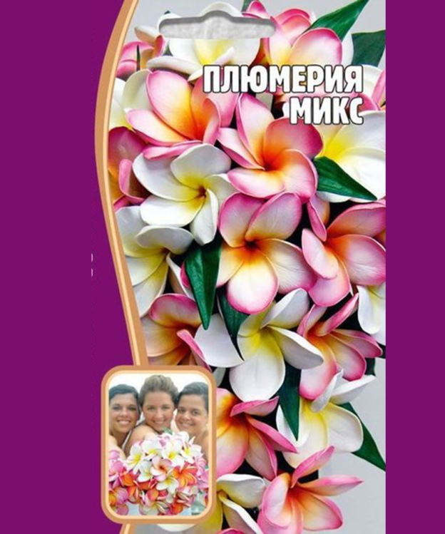 семена плюмерии купить в интернет магазине и вырастить плюмерию из семян