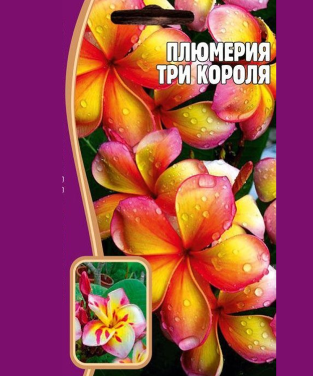 семена плюмерии три короля купить в интернет магазине и вырастить плюмерию из семян