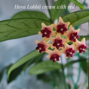 Hoya Lobbii cream with Red