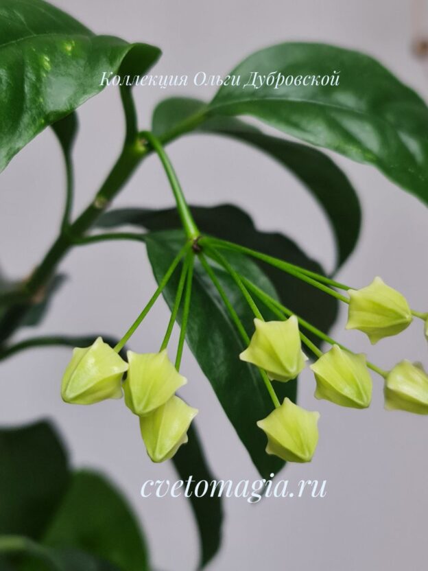 Hoya Multiflora