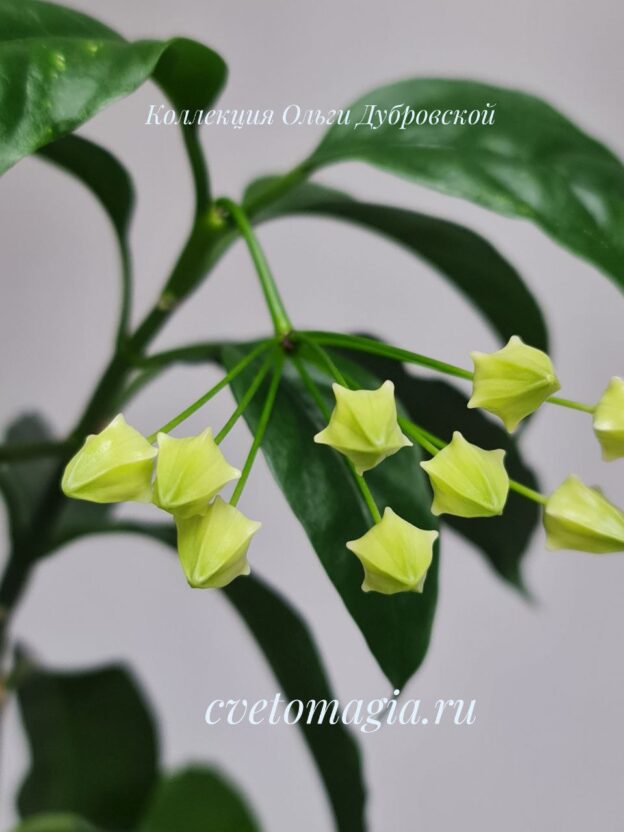 Hoya Multiflora