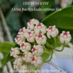 Hoya Pachyclada Corona Red