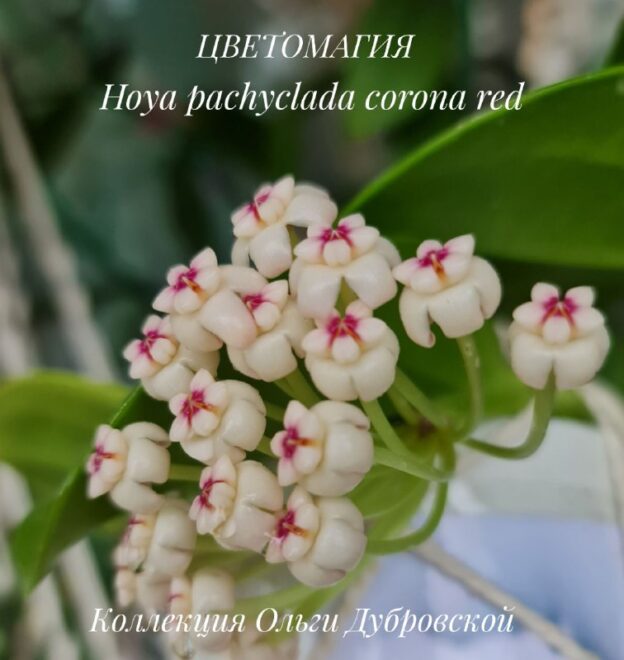 Hoya Pachyclada Corona Red