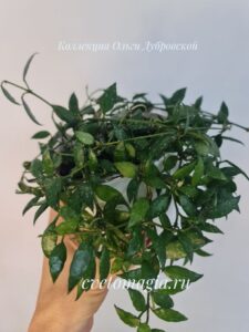 Hoya aff Lacunosa Perangin