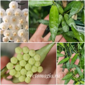 Hoya Lacunosa mr. Choice (хойя лакуноза мистер чойке)