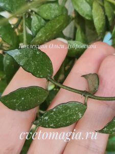 Hoya aff Lacunosa Perangin