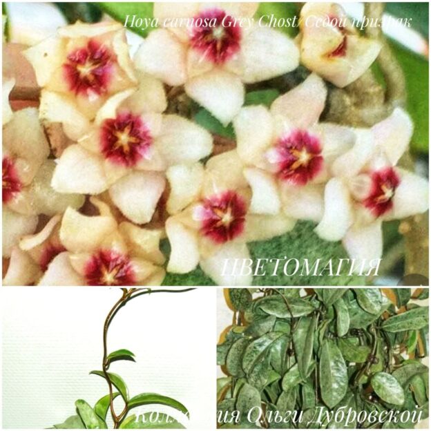 Hoya carnosa Grey Chost (хойя карноза грей хост)