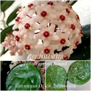 Hoya carnosa Round leaf splach