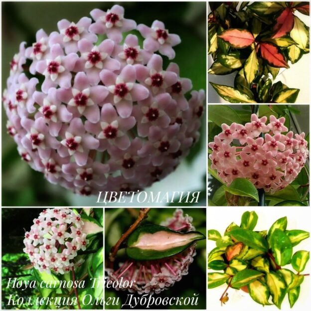 Hoya carnosa var. picta cv. Rubra (хойя карноза пикта рубра).