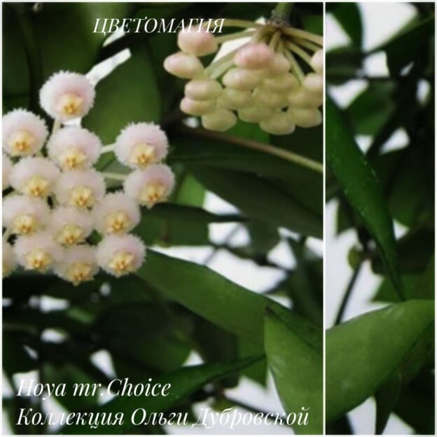 Hoya Lacunosa mr. Choice