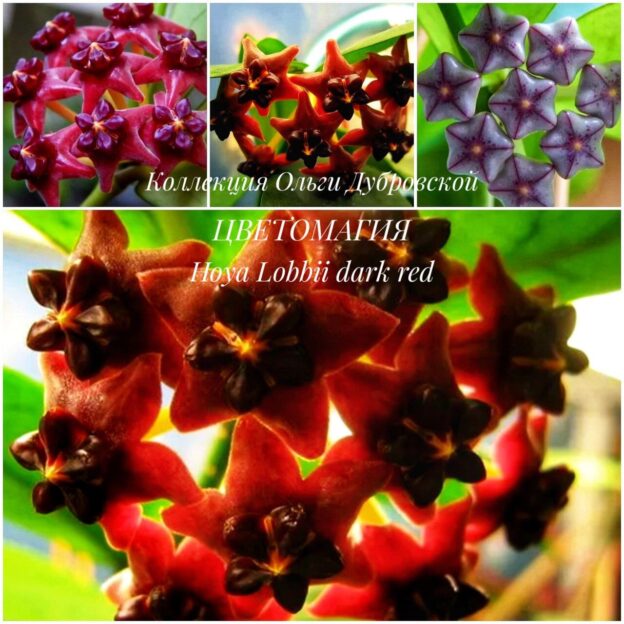 Hoya Lobbii Dark Red