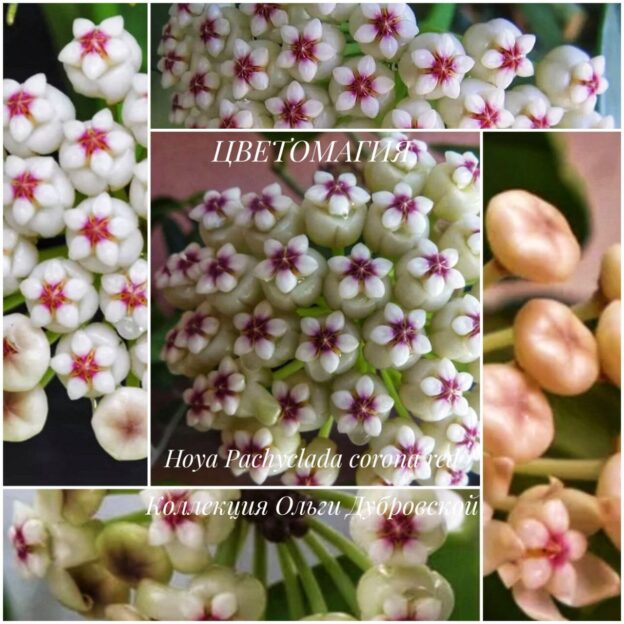 Hoya Pachyclada Corona Red