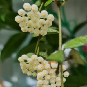 Hoya aff Lacunosa Perangin (хойя эф лакуноза перанжин)