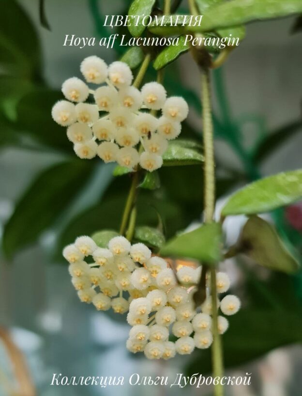 Hoya aff Lacunosa Perangin (хойя эф лакуноза перанжин)