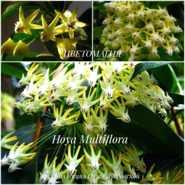 Hoya Multiflora/Хойя многоцветковая