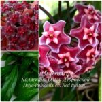 Hoya Pubicalyx cv.Red