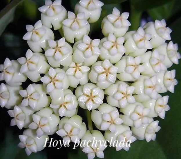 Hoya Pachyclada Corona white (пахиклада корона вайт)