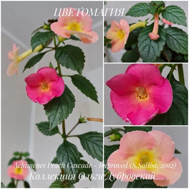 Ахименес 'Peach Cascade'-Improved (S.Saliba, 2012).