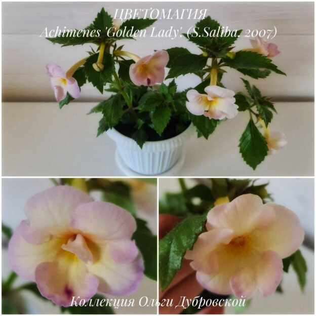 Achimenes 'Golden Lady'. (S.Saliba, 2007)