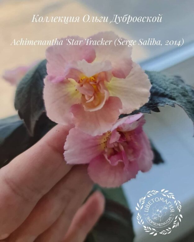 Achimenantha 'Star Tracker' (Serge Saliba, 2014)