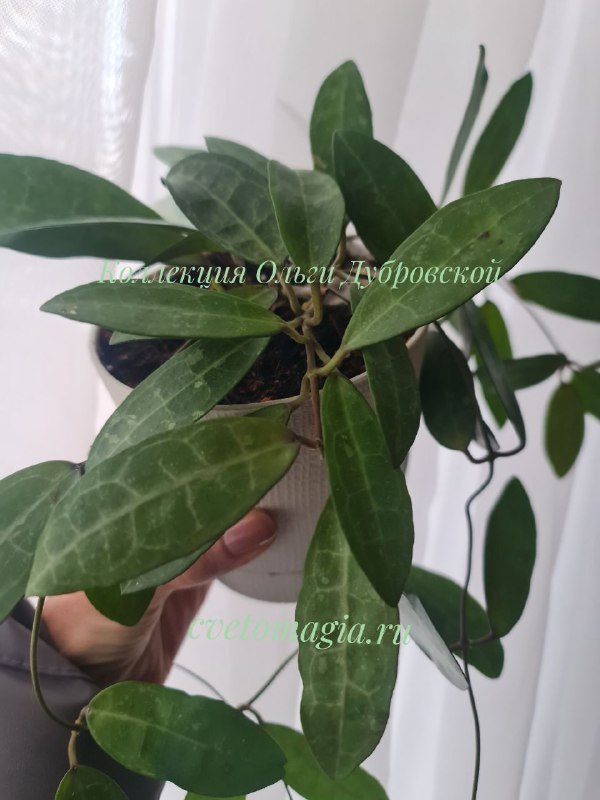 Hoya Elliptica splash