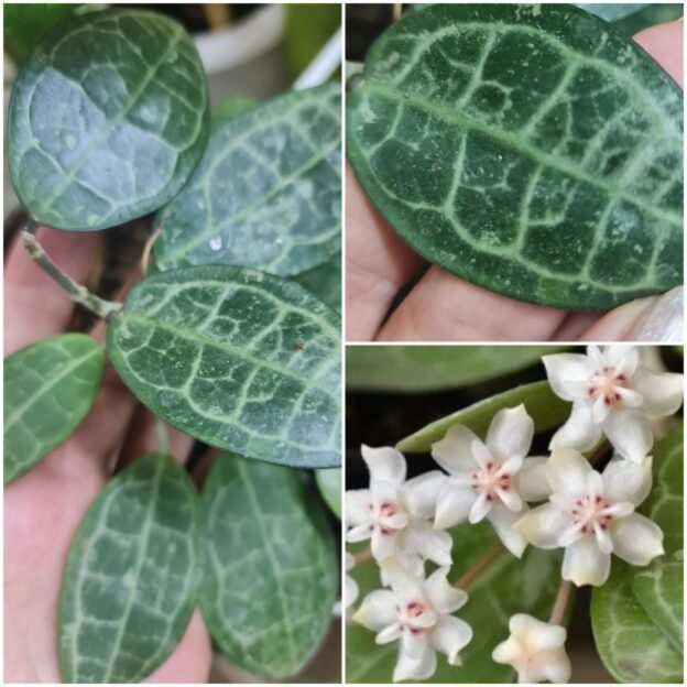 Hoya Elliptica splash (хойя элиптика сплешь)