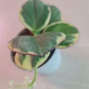 Hoya Pachyclada variegata (хойя пахиклада вариегата)