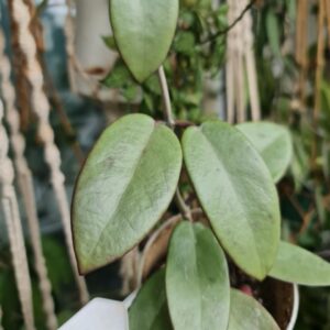 Hoya Silver dollar