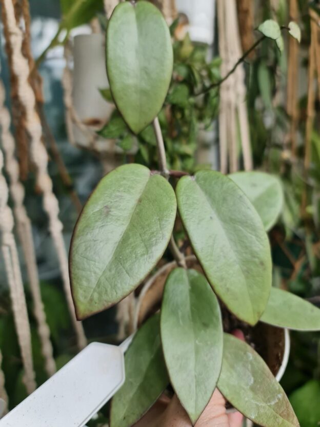 Hoya Silver dollar