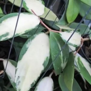 Hoya verticillata (acuta) variegata