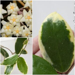 Hoya verticillata albomarginata (хойя вертисиллата альбомарджината)