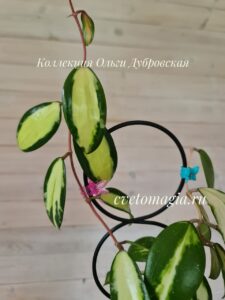 Hoya Verticillata