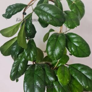 Hoya cv.Viola