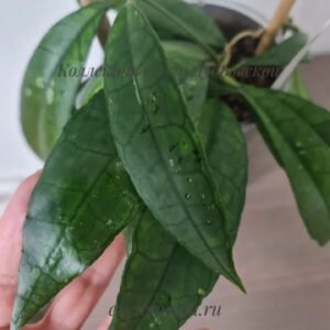 Hoya finlaysonii new