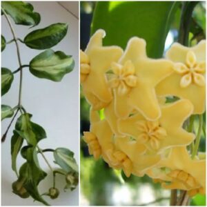 Hoya kenejiana variegata Nugget (хойя кенежиана вариегата нагетт)