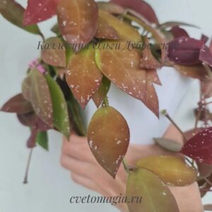 Hoya walliniana