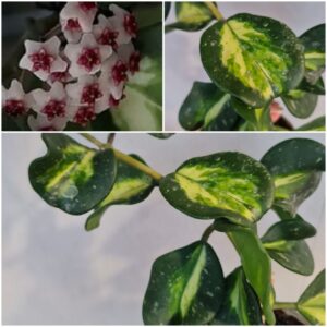 Хойя Obovata variegata splash (хойя обовата вариегата сплешь)