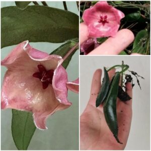 Hoya Patella pink