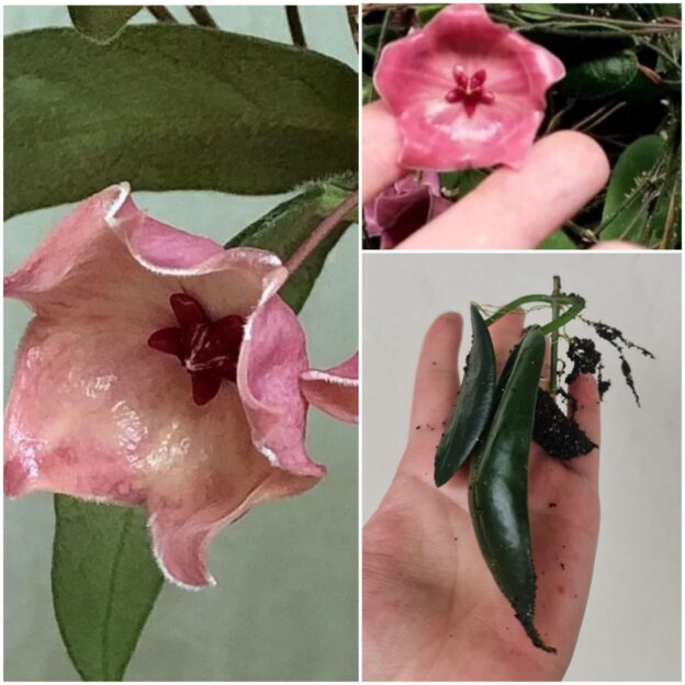 Hoya Patella pink