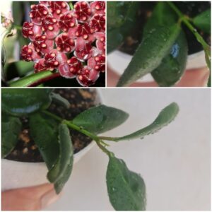 Hoya Tsangii (хойя тсанги)