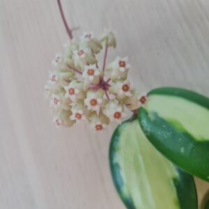 Hoya Verticillata (Acuta) white variegata (хойя вертицилата акута вайт вариегата)