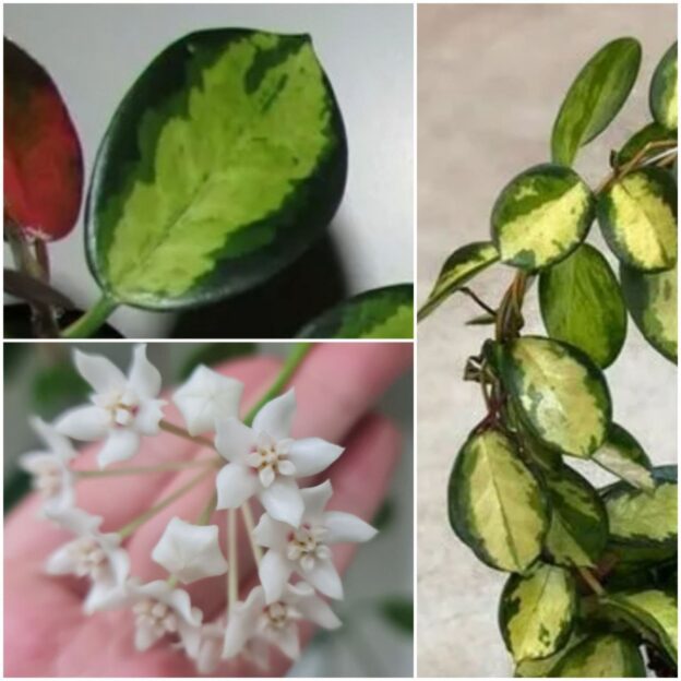 Hoya Australis Lisa (хойя аустралис лиза)