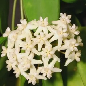 Hoya cagayanensis