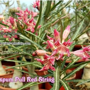 Crispum Pull Red String