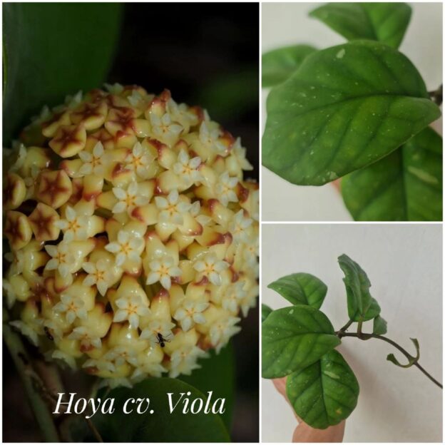 Hoya cv.Viola