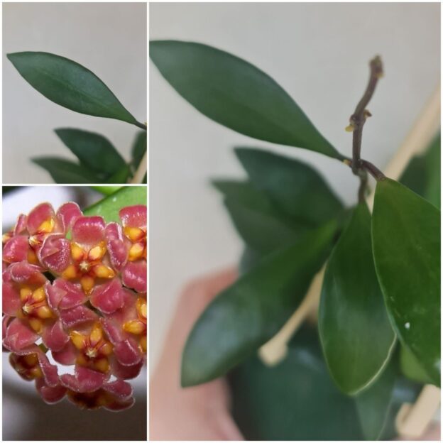 Hoya davidcummingii (хойя девидкаминджи)