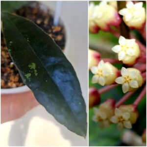 Hoya finlaysonii new (хойя финлаусони нью)