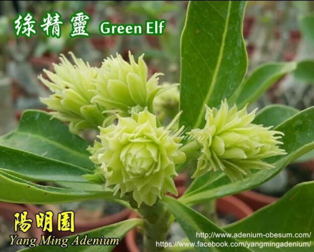 Черенок адениума для прививки 10-15см Green Elfe