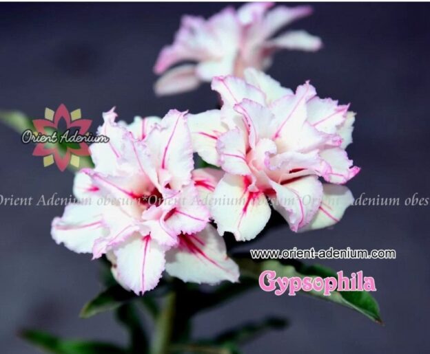 Gypsophila